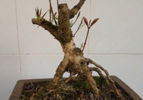 怎么让桂花树快速发芽