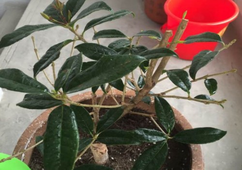 桂花发芽少或不发芽的原因