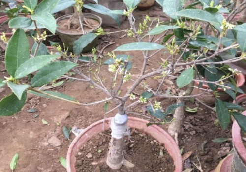 盆栽桂花树不发芽怎么办