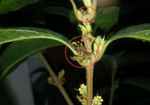 盆栽桂花发芽后嫩芽枯萎的原因
