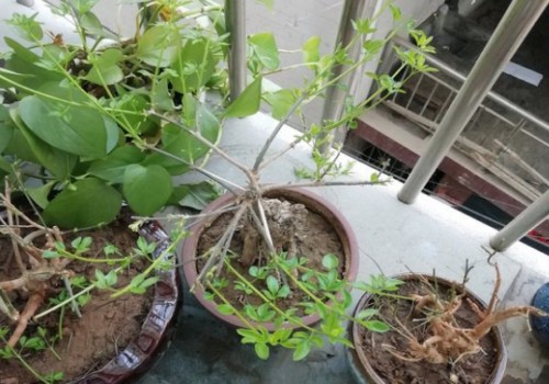 迎春花枝条太长怎么办
