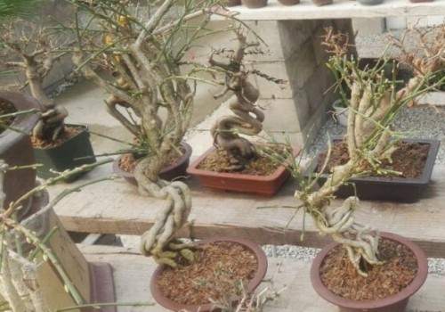 盆栽迎春花怎样提根栽种