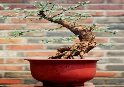 迎春花主干怎样增粗
