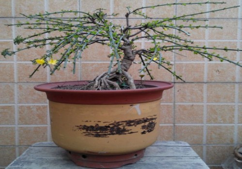 迎春花有花芽不见开花怎么办
