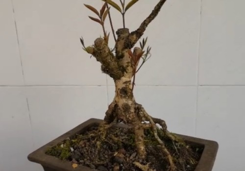 桂花发芽不长叶怎么办