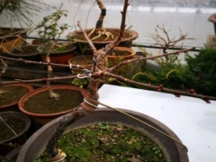 梅花只有花苞不开花或开花少怎么办