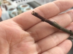 梅花枝条干枯怎么办
