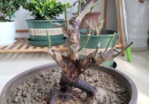 梅花修剪完后怎么护理