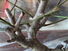 新栽梅花缩枝的原因