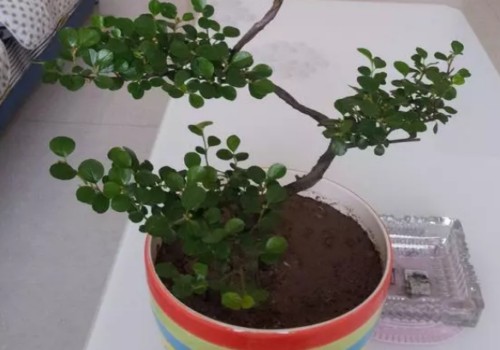 珍珠梅盆景怎样养护