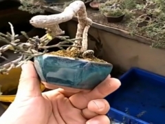 盆栽迎春什么时候入室