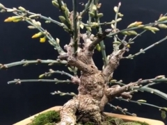 迎春不开花怎么回事