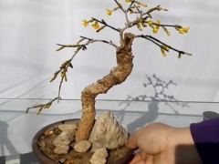 迎春花开花期间要怎么管理