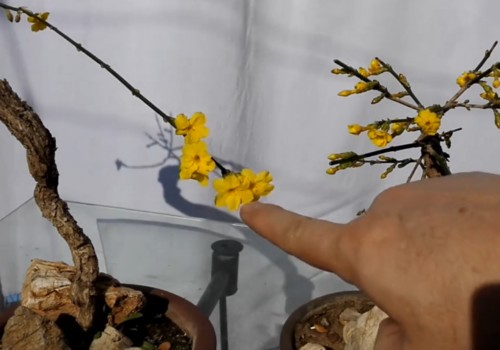 如何让迎春多开花
