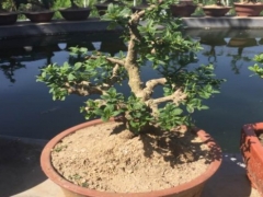 迎春花根怎样变粗