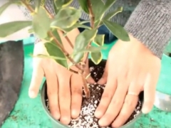 瑞香什么时候可以换盆
