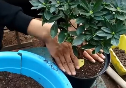 金边瑞香多长时间换土