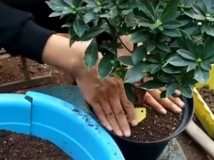 金边瑞香多长时间换土