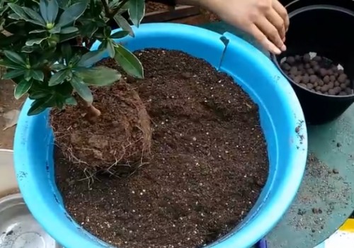 金边瑞香怎么换盆移栽