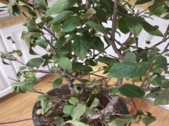 梅花移栽后干梢是什么原因