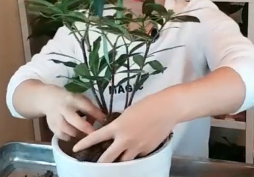 新买的瑞香如何换盆