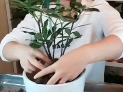 新买的瑞香如何换盆