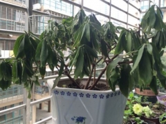 瑞香换盆后蔫了怎么办