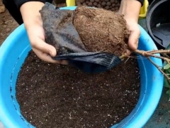 瑞香换盆注意事项