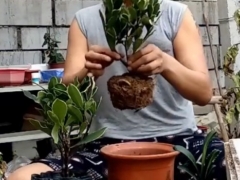 新买的瑞香怎么上盆和养护