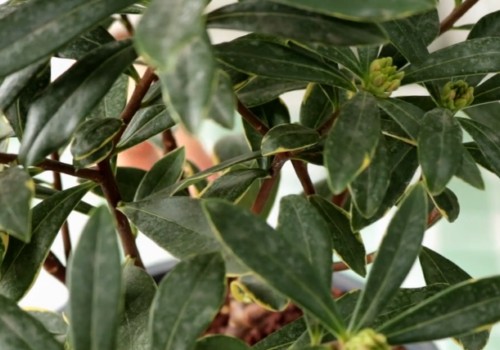 瑞香有花苞但不开花是怎么回事