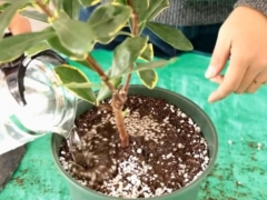 瑞香落叶落花怎么回事
