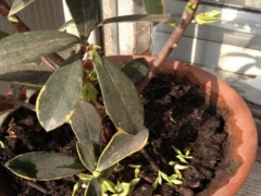 瑞香花蕾萎缩怎么办