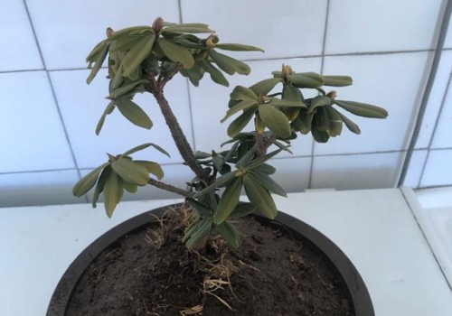 瑞香水浇多了烂根怎么补救
