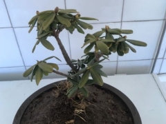 瑞香水浇多了烂根怎么补救