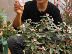瑞香没有香味怎么办