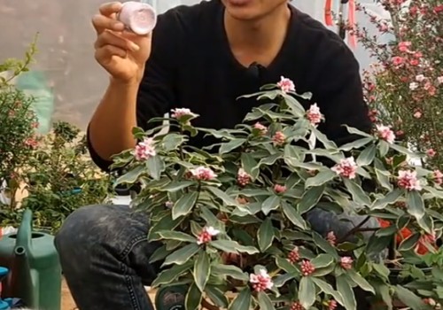 瑞香没有香味怎么办