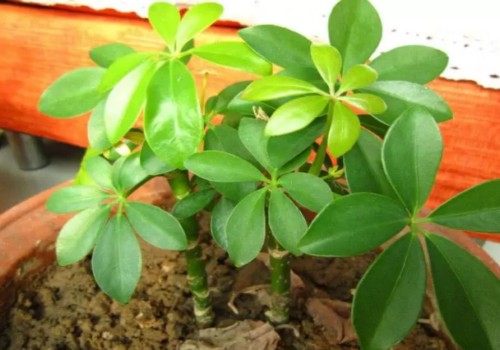 鹅掌柴怎么长侧芽