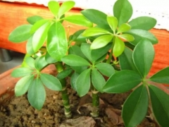 鹅掌柴怎么长侧芽