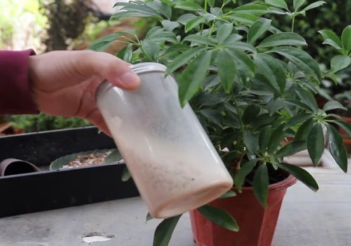 鹅掌柴怎么养长得快1