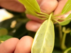 鸭掌木有蚜虫怎么治
