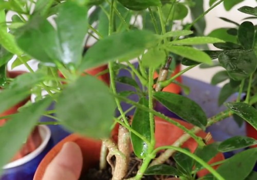 鸭掌木叶子起米怎么办