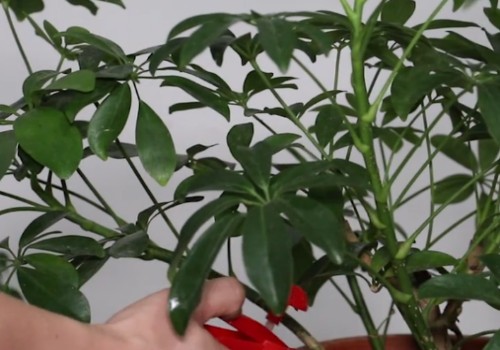 鸭掌木叶子有虫怎么办