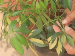 怎么预防鸭掌木长虫