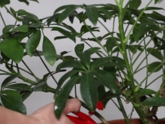 鸭掌木叶子有虫怎么办