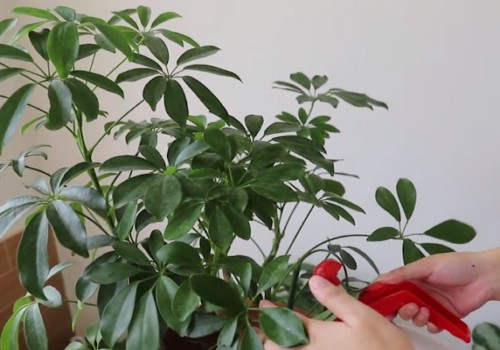 鸭掌木不长新叶怎么办