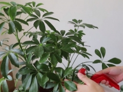 鸭掌木不长新叶怎么办