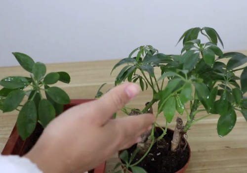 鸭掌木停止生长怎么办