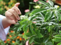 鸭掌木叶子没有光泽怎么办