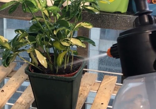 鸭脚木家庭养护心得