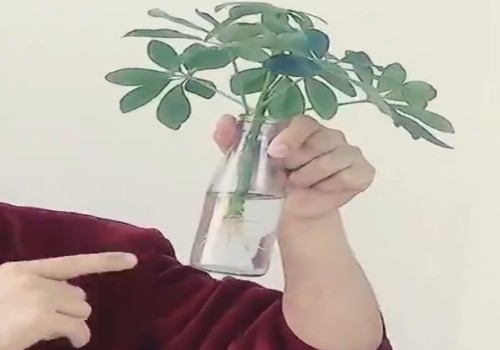 鸭脚木可以水培吗